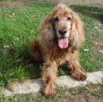 PIPPO_muratella2