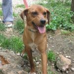 Penelope-valle_dei_cuccioli_1