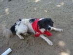 Pingo