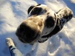 Pongo_e_Lara0