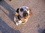 Pongo_e_Lara2