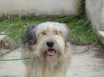 Puffo_2
