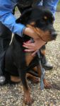 ROT_BELLISSIMA_2_per_cucciolissimi