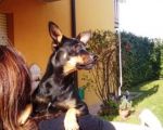 Rocky_Joe8