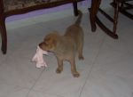 Romy