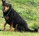SISKA_2_PER_cucciolissimi