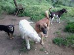 Scooby3