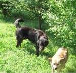TIGRA_16_APRILE_2011_1