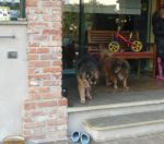 Zaira_e_10_anni_di_canile3