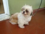 alessia