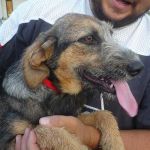 ambra2_rid