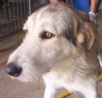 arturo4