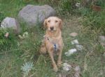 blondy1