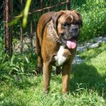 boxer-2