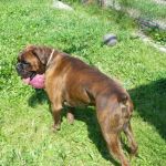 boxer_1