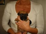 boxerini2