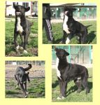 bruce_mix