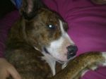 bullo_testimonianza1