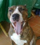 bullo_testimonianza2