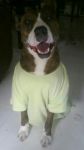 bullo_testimonianza3