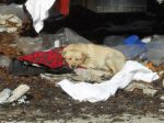 cane_stazione