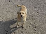 cane_stazione1