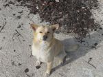 cane_stazione2