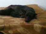 canetta_lucy2