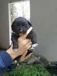 canetta_lucy3
