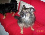 carletto_2011
