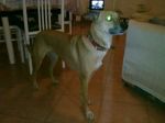 chicca5