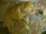 chicca6
