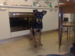 chicco1