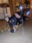 chicco2_copy