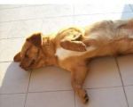 ciro6