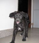cucciola2mm