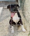 cucciola_canile