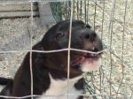 cucciola_canile2