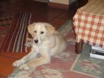 cucciola_grottarossa