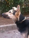 cucciola_meticcia2