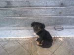 cucciola_salerno2