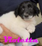 cucciole_napoli2