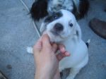 cucciole_setter2