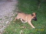 cucciole_similpastore