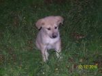 cucciole_similpastore1