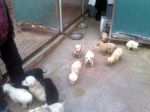 cuccioli-di-chicca-canile-di-rieti