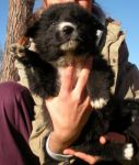 cuccioli_2_per_cucciolissimi