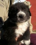 cuccioli_3_per_cucciolissimi