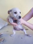 cuccioli_aprilia2