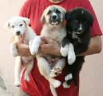 cuccioli_asl3